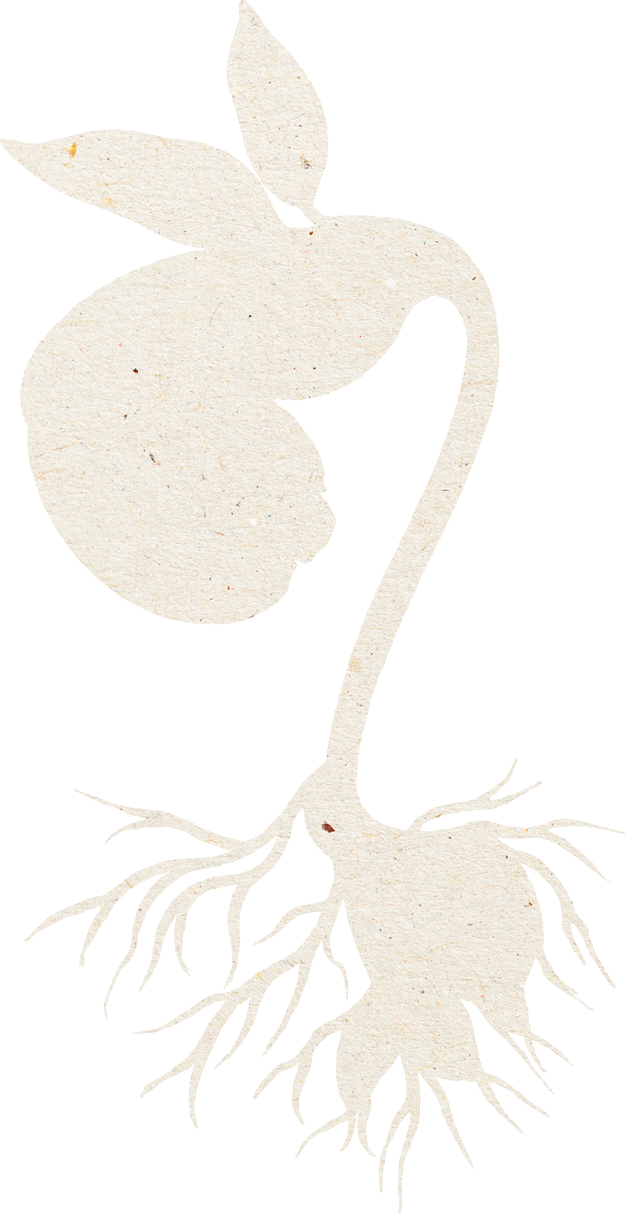 Illustration of a bean sprout.