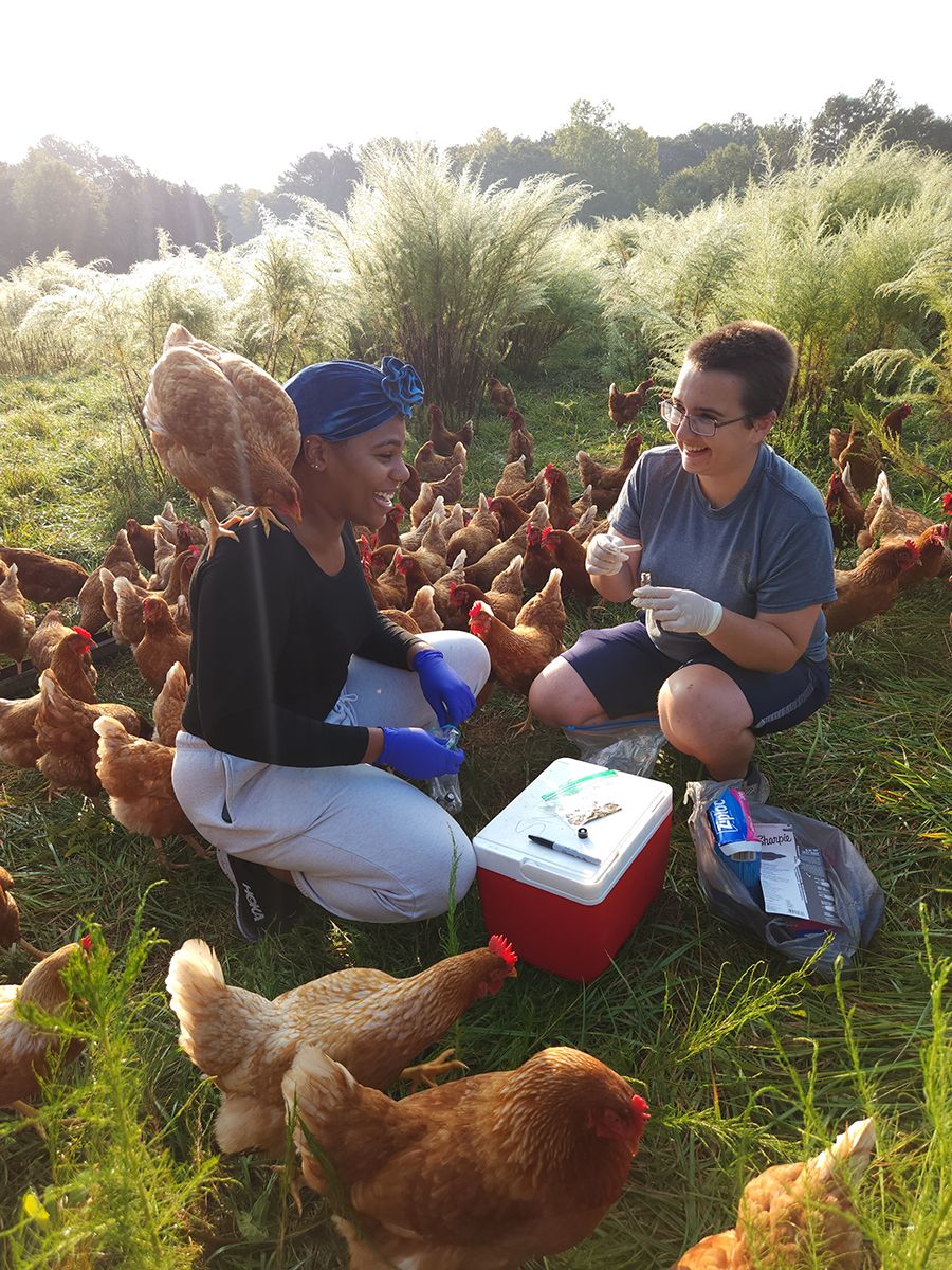 Two individuals kneel in a grassy field surrounded by chickens, collecting samples for research with supplies nearby.