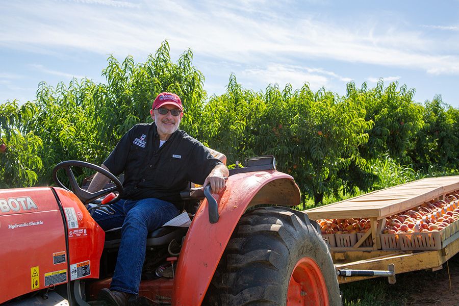 A man in a red cap and sunglasses sits on an orange tractor, smiling at the camera, with a trailer of peach crates behind him, amidst green peach trees under a bright blue sky.
