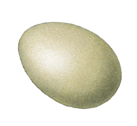 A close-up of a light green, textured egg.