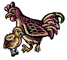 Chickens