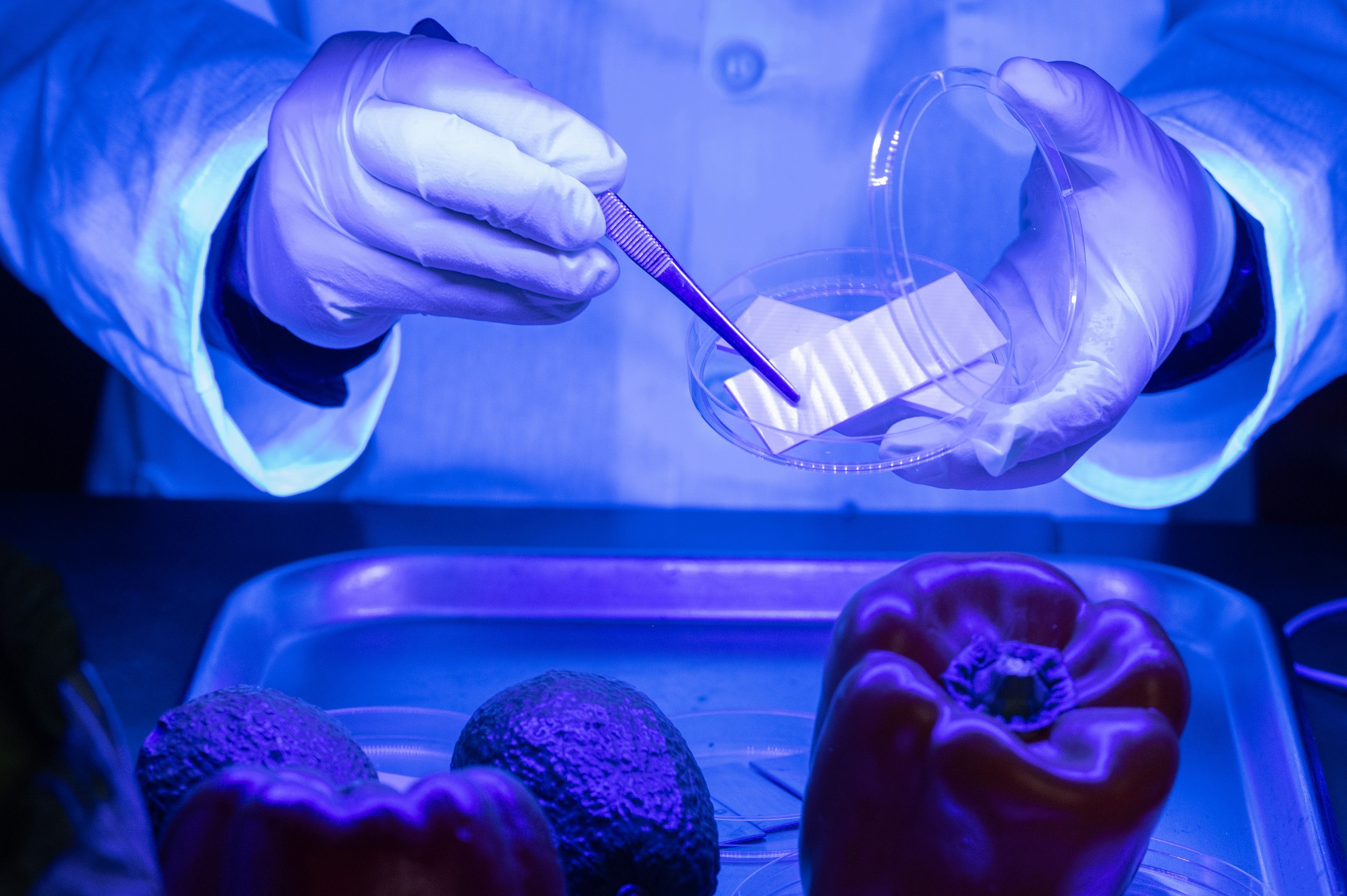 Blue-toned photo of a researcher taking a sample from a bell pepper.