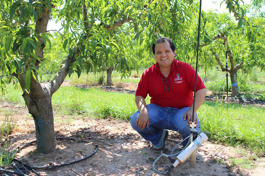 Dario Chavez crouches next to a peach tree with a drip irrigation system.